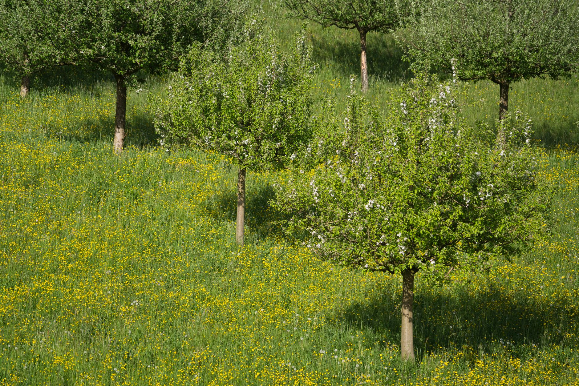 Il polline che accusa la città: come la fenologia degli alberi urbani sta diventando un indicatore clinico dell’isola di calore quartiere per quartiere