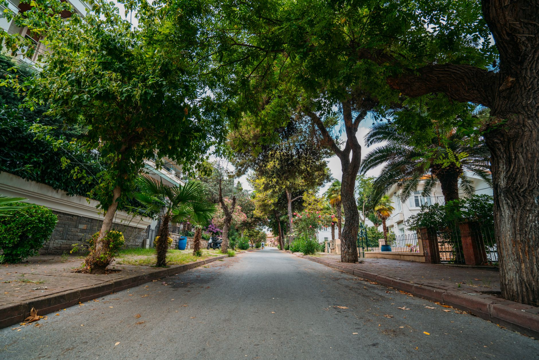 urban street trees heat