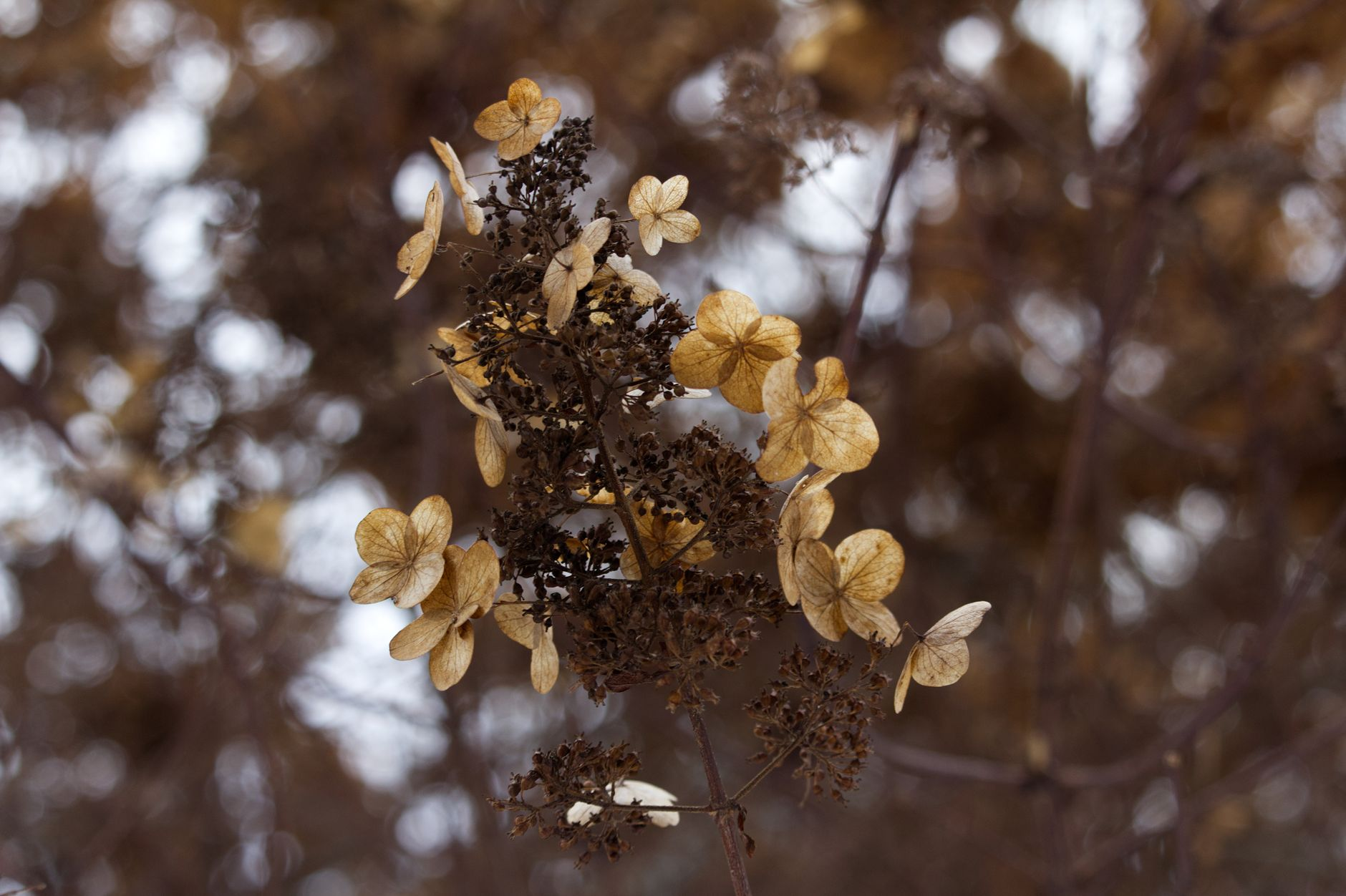 hydrangea winter frost garden