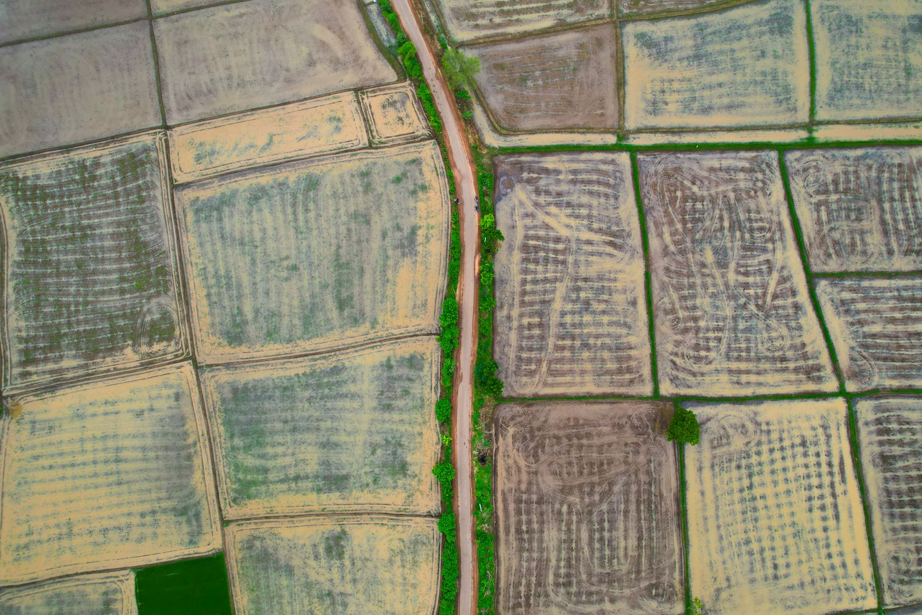Indian rice paddy irrigation farmland