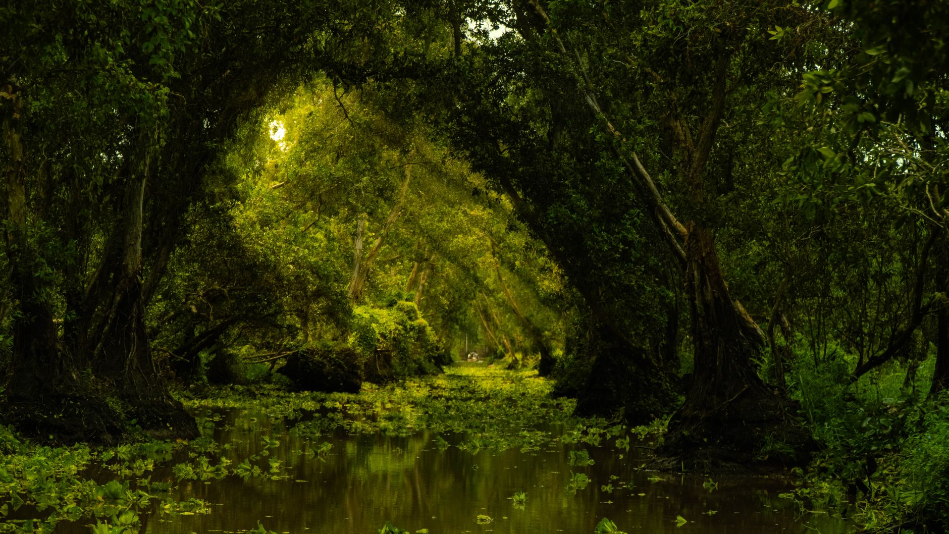 river basin landscape carbon forest