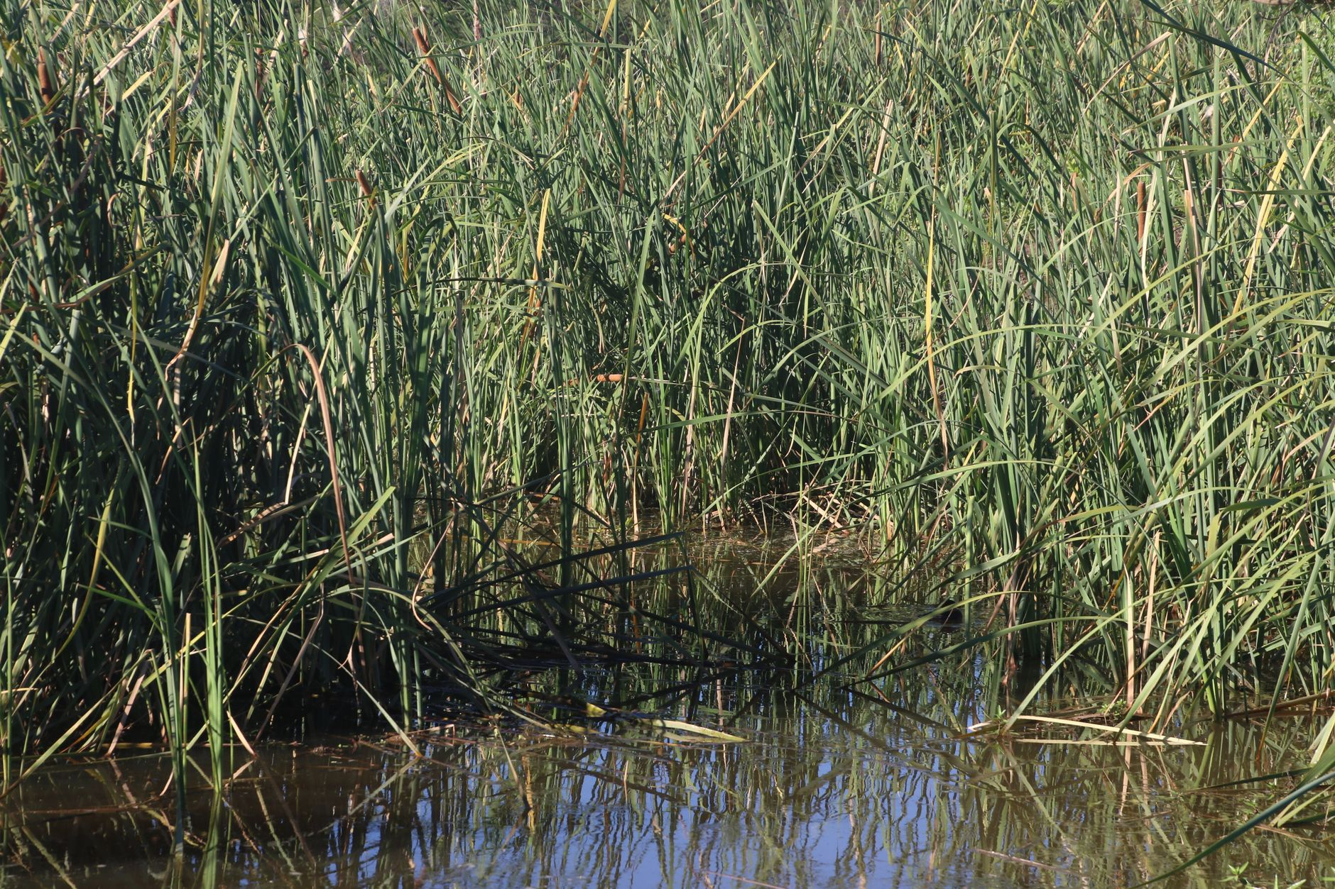 estuarine wetland water ecology