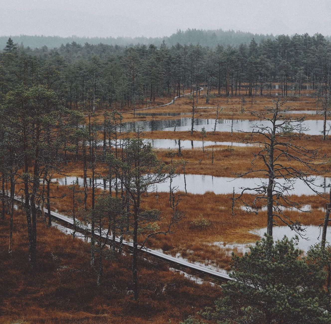 Sphagnum peat moss bog