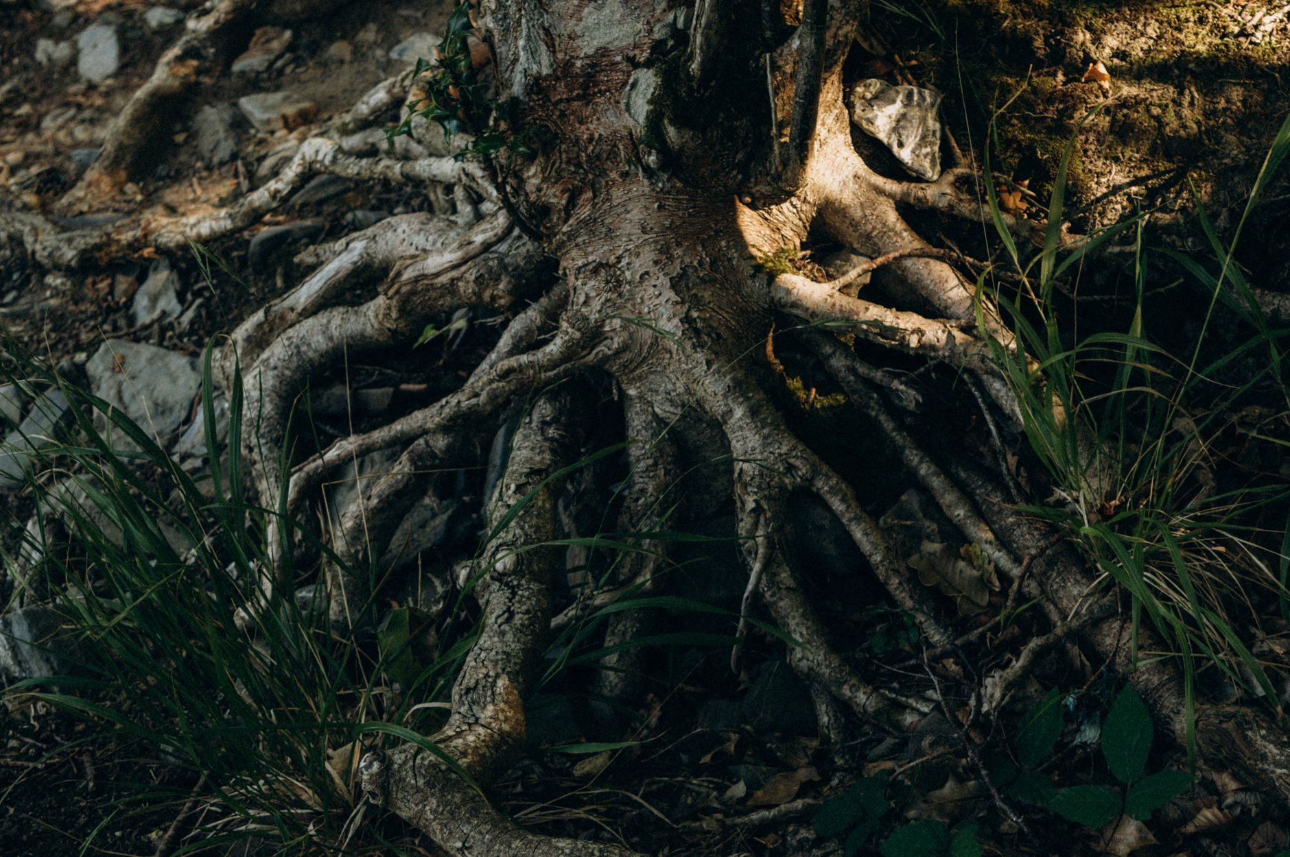 poplar roots salt stress
