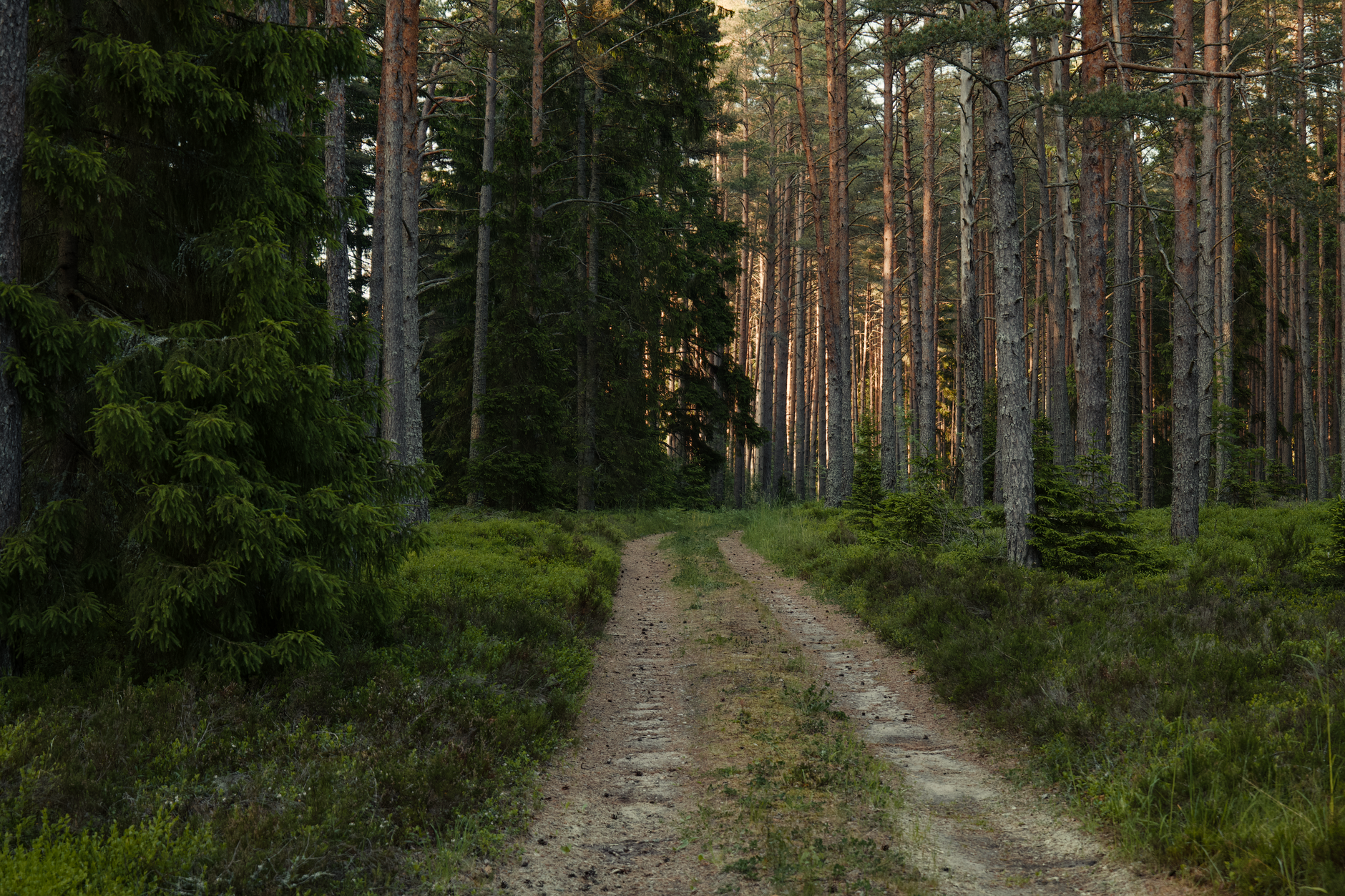 digital detox nature mindfulness