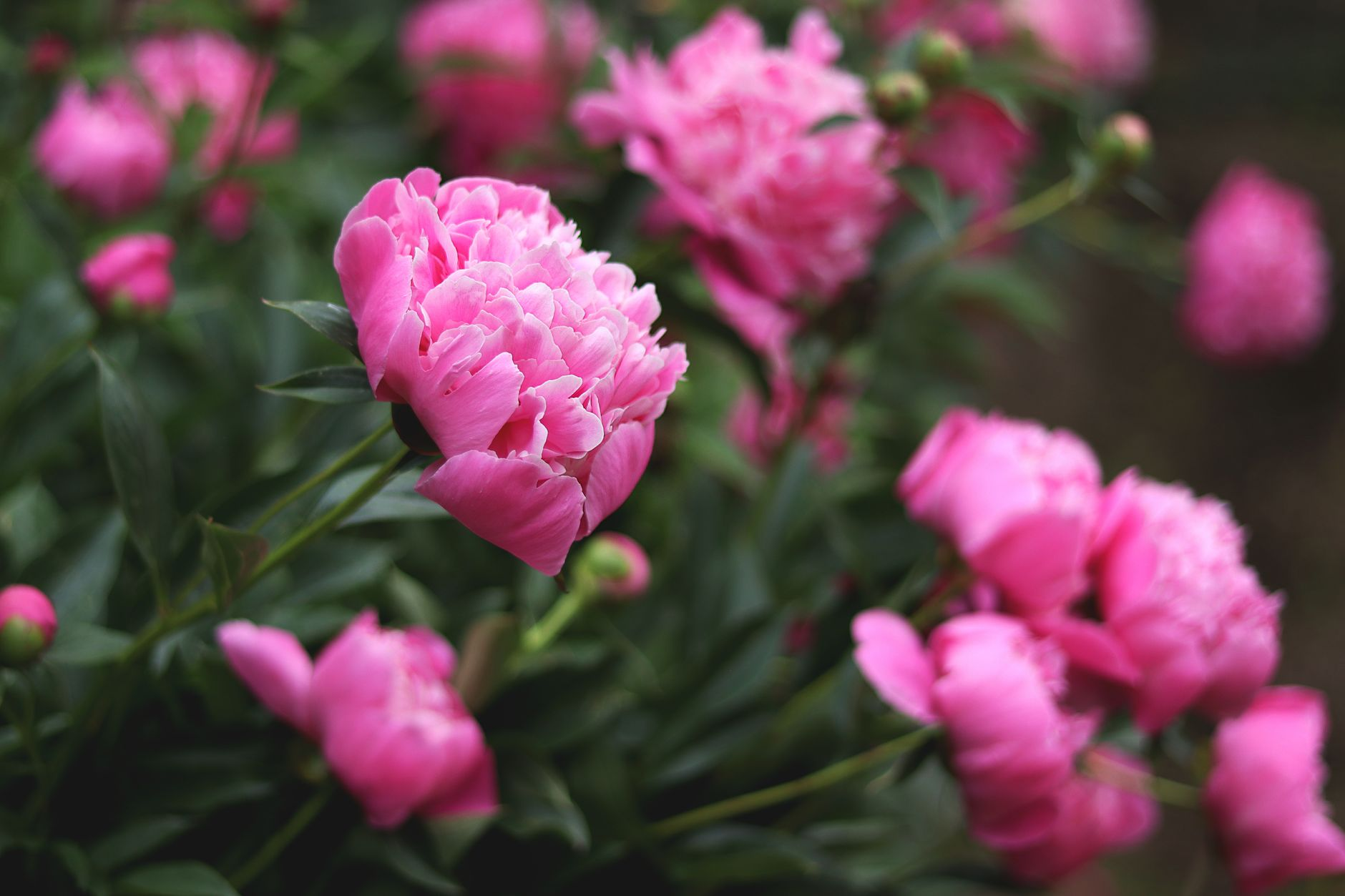 peony garden landscape restoration
