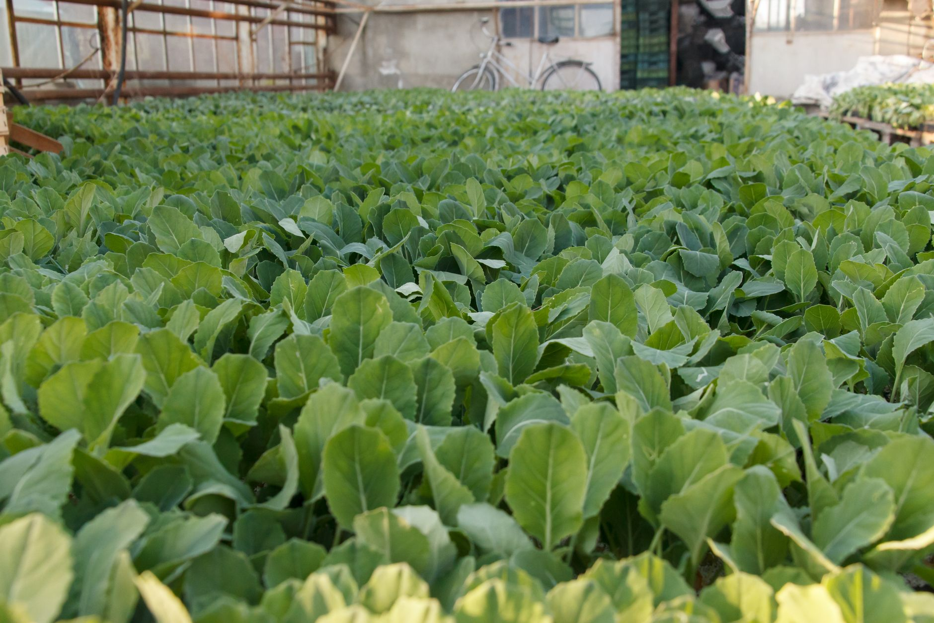 Il giardino che legge il calore del suolo: come la termografia iperspettrale sta guidando la scelta delle specie nei giardini urbani della Puglia