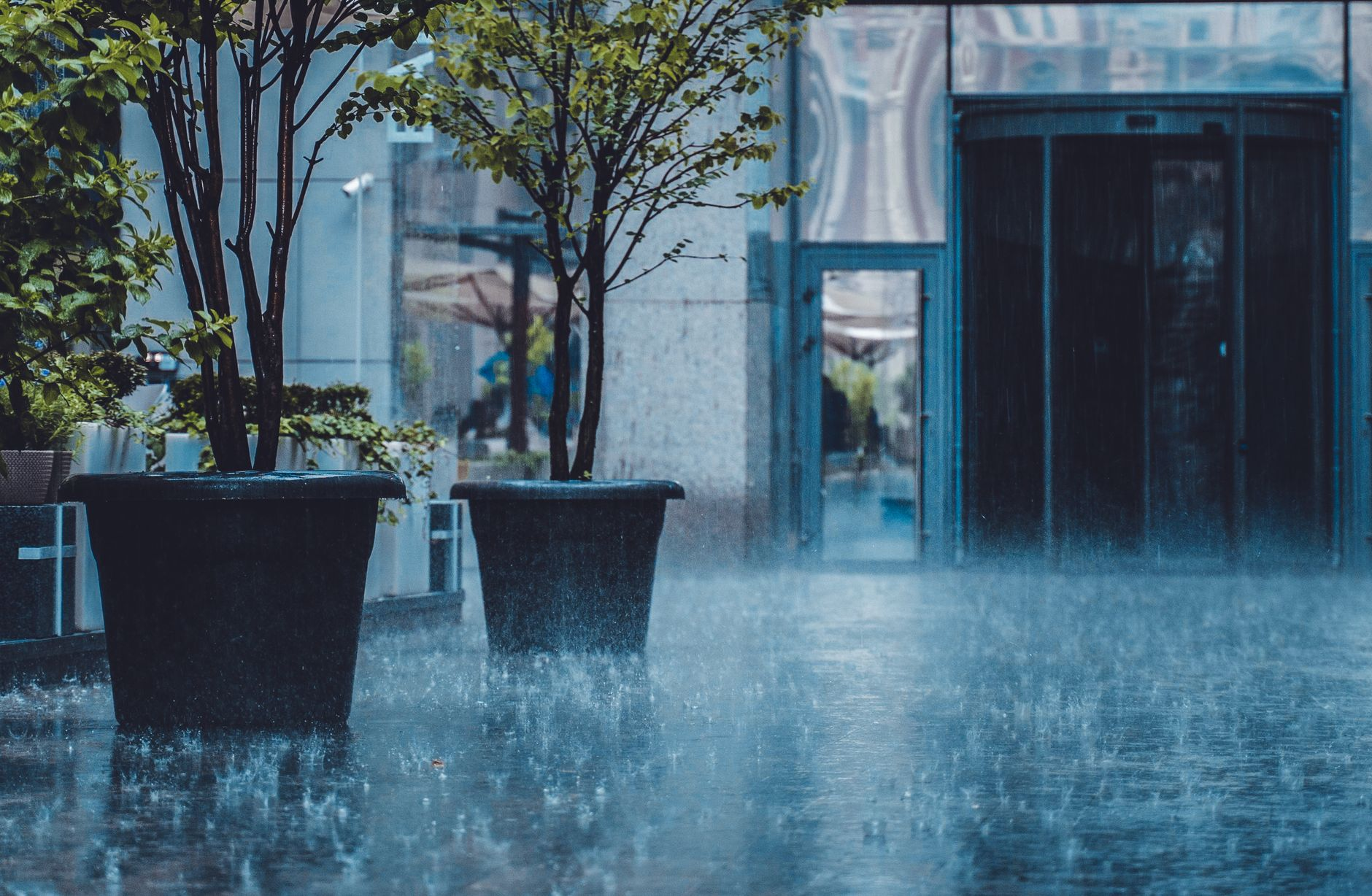 Il giardino che ascolta la pioggia: come la progettazione idroforetica sta trasformando le superfici impermeabili urbane in reti di raccolta bioattiva nei nuovi quartieri di Bologna
