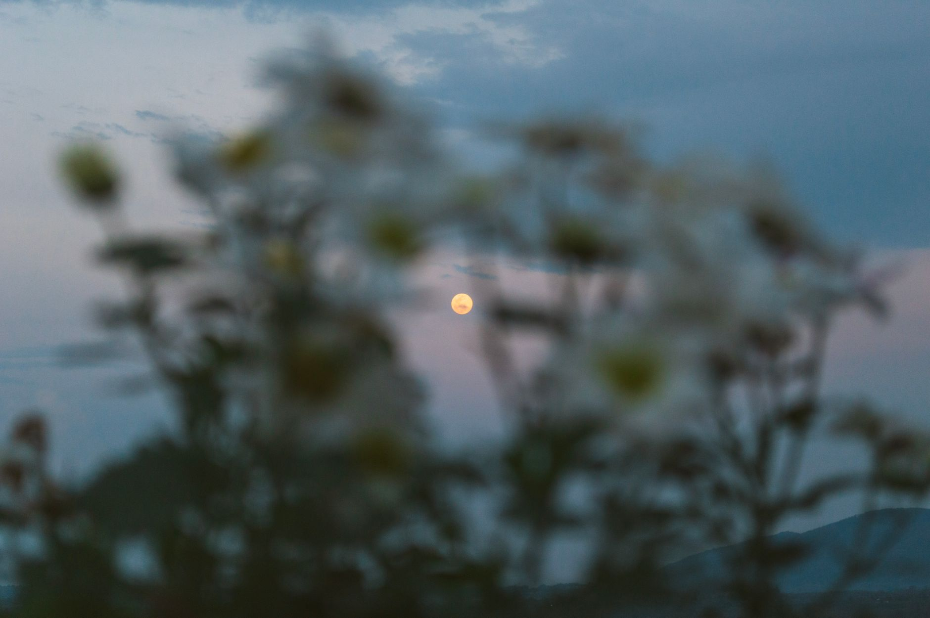 Il giardino che segue la luna: come la cronobiologia vegetale sta riscrivendo i calendari di impianto nei progetti di paesaggio mediterraneo