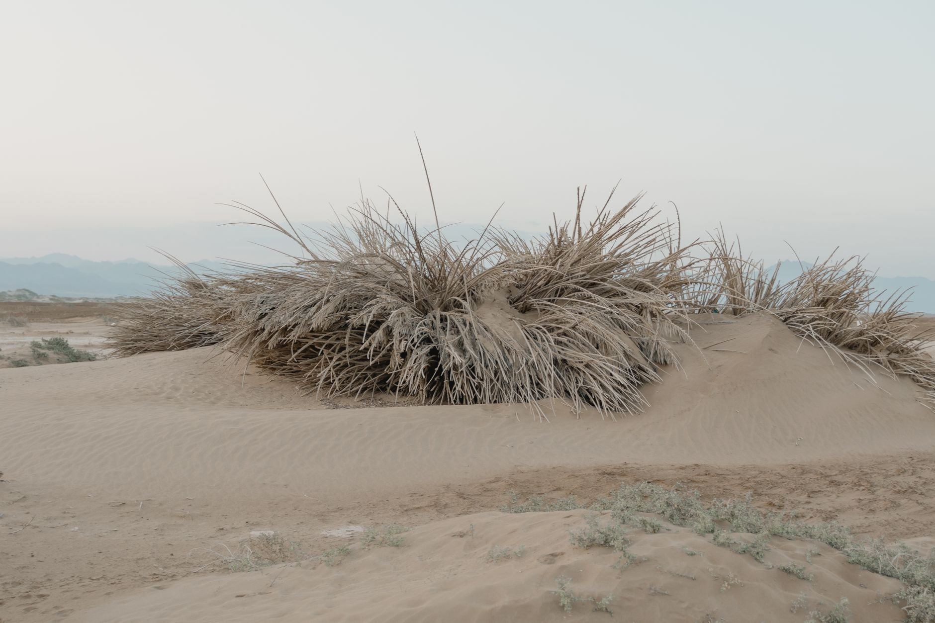 Il giardino che sente il sale dell’aria: come la dendroclimatologia degli arbusti costieri sta riscrivendo le palette vegetali nei giardini del litorale adriatico
