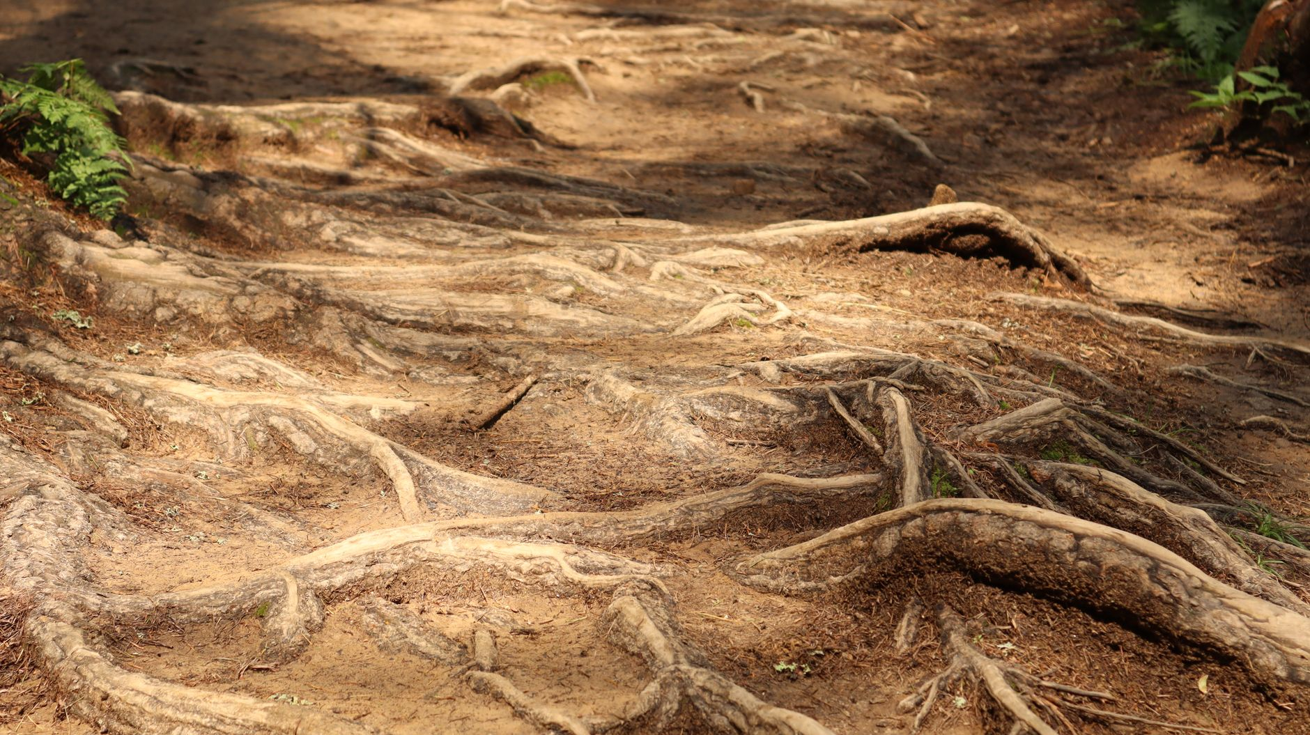 Il giardino che ricorda la siccità: come la dendroecologia delle radici fossili sta guidando la scelta delle specie resistenti nei nuovi parchi pubblici della Puglia