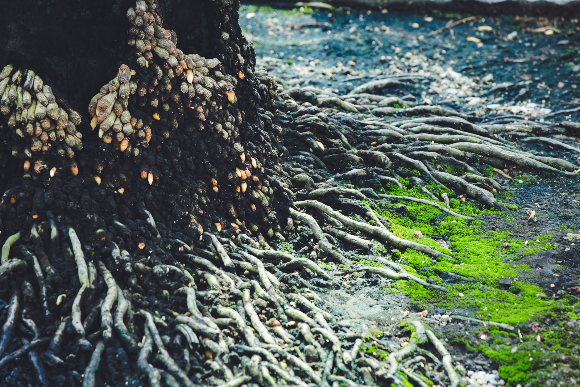 Il giardino che ascolta il sottosuolo: come la microfonia piezoelettrica delle radici fungine sta rivoluzionando la progettazione dei prati urbani in Lombardia