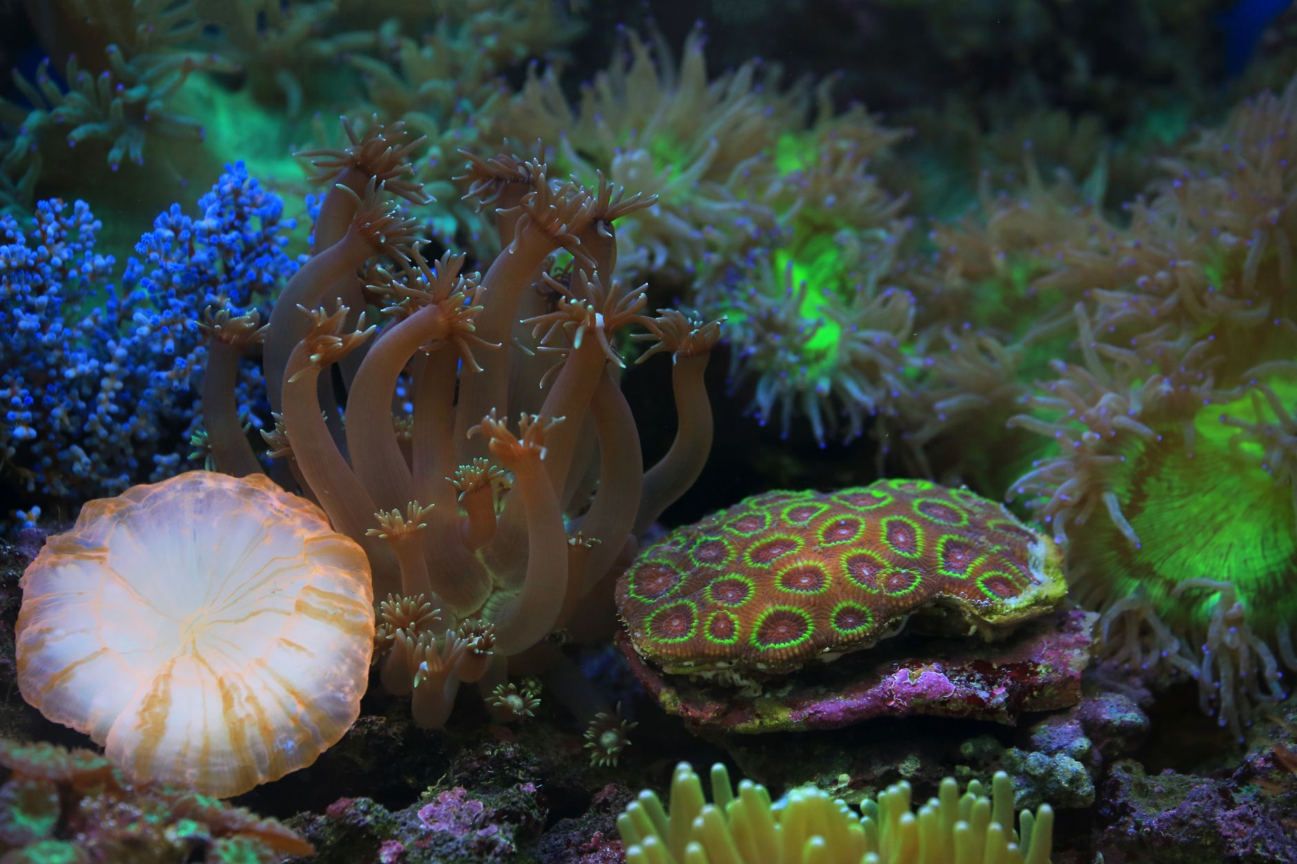 La luce che non spreca il mare: come i cavi sottomarini in fibra ottica dismessi stanno diventando sensori climatici permanenti nei fondali adriatici