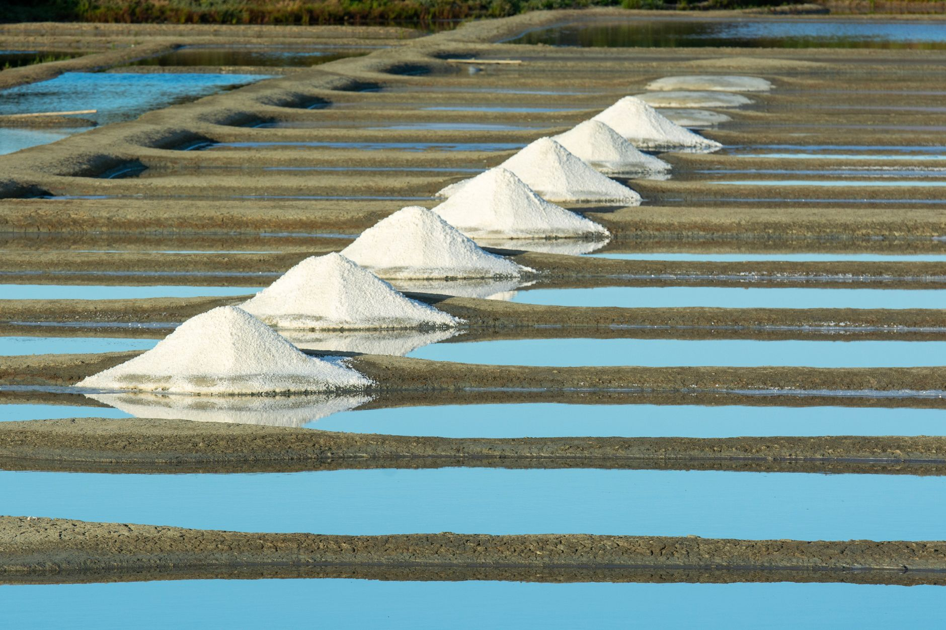 Il sale che salva il frumento: come le colture alofite stanno trasformando i suoli salini abbandonati del Delta del Po in nuovi terreni produttivi