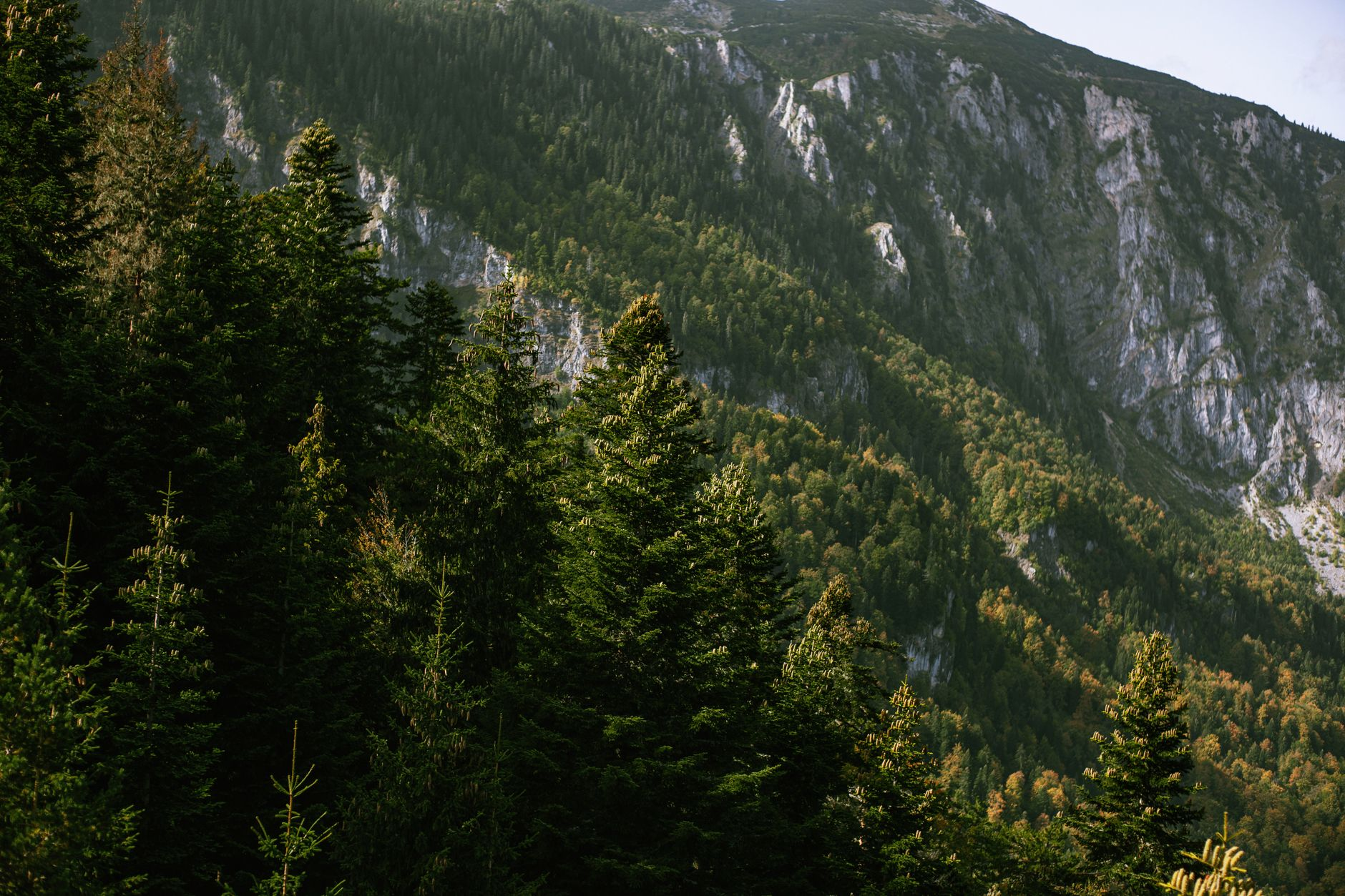 Il rumore che uccide il bosco: come la mappatura acustica delle infrastrutture stradali sta guidando i corridoi ecologici nei nuovi piani forestali della Valle d’Aosta
