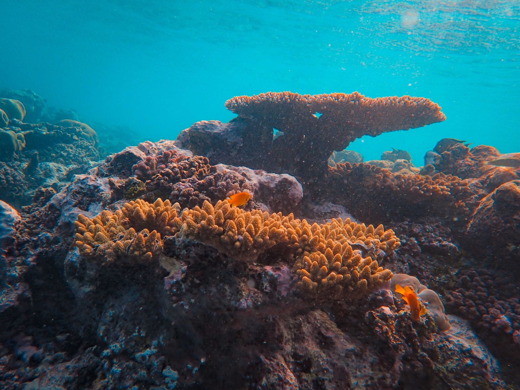 Il corallo che torna a costruire: come la biocalcificazione accelerata sta rigenerando le barriere coralline artificiali nel Mar Mediterraneo e ridisegnando la bioeconomia costiera siciliana