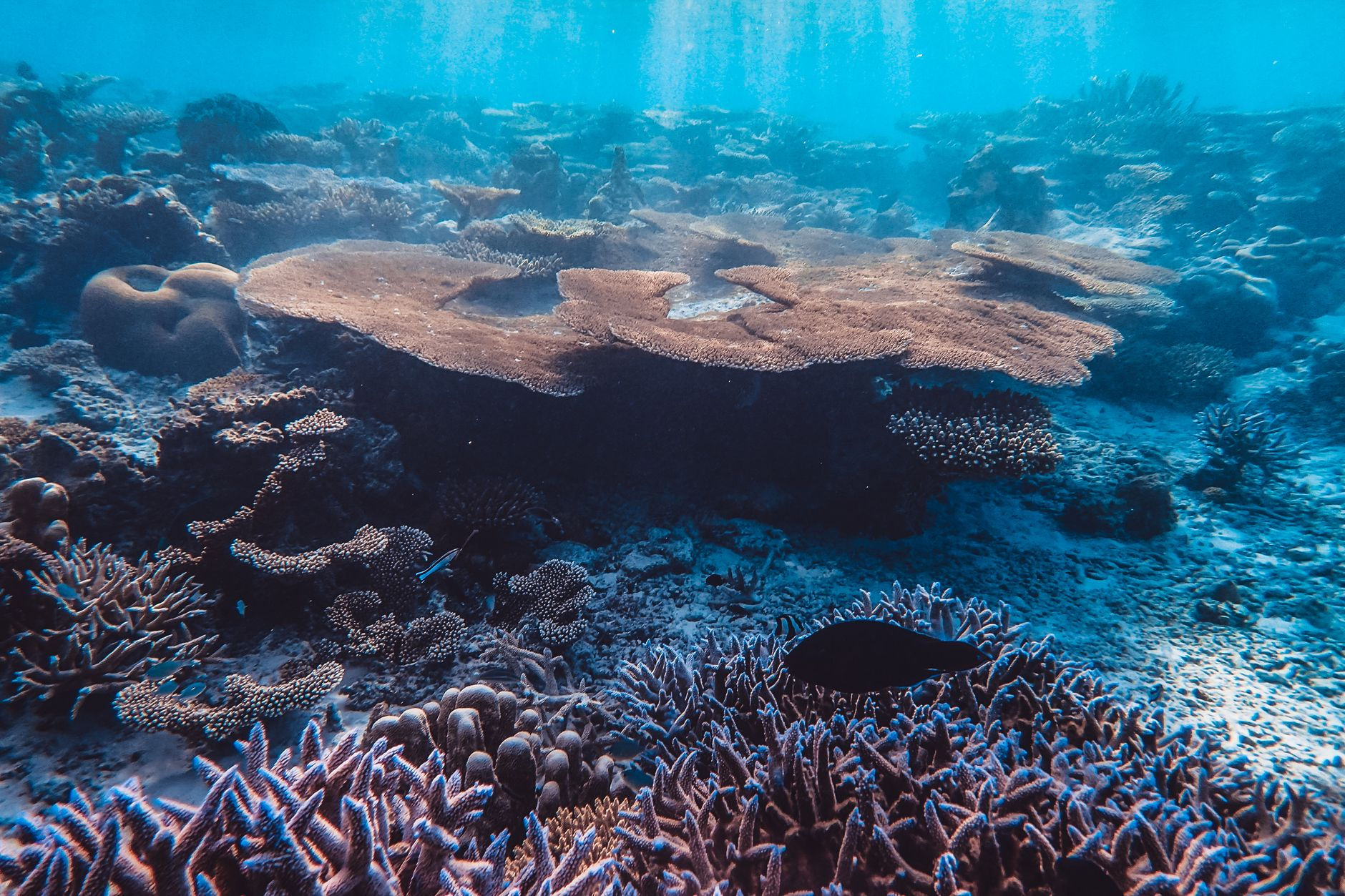 Il corallo che costruisce barriere vive: come la biocalcificazione assistita sta rigenerando le scogliere dell’Adriatico meridionale e sequestrando carbonio dai fondali