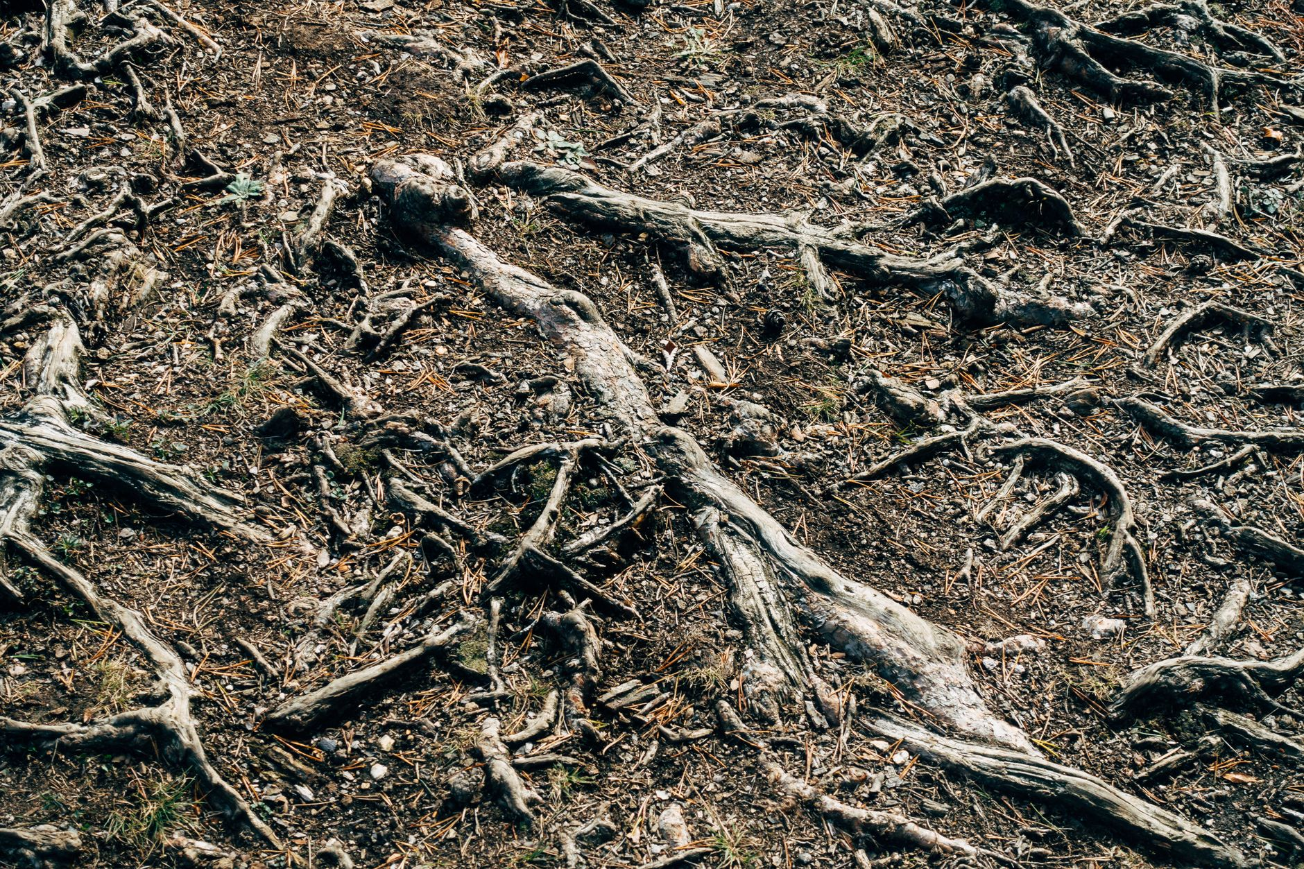 tropical dry forest regeneration soil