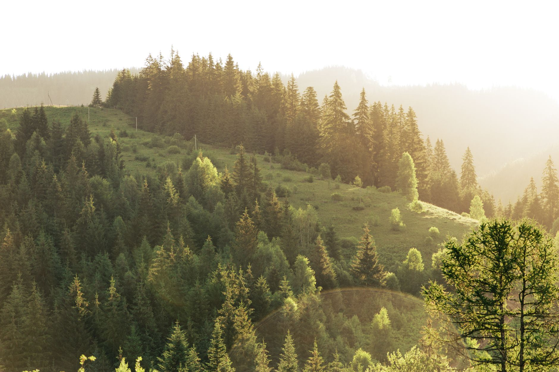 carbon forest sequestration climate
