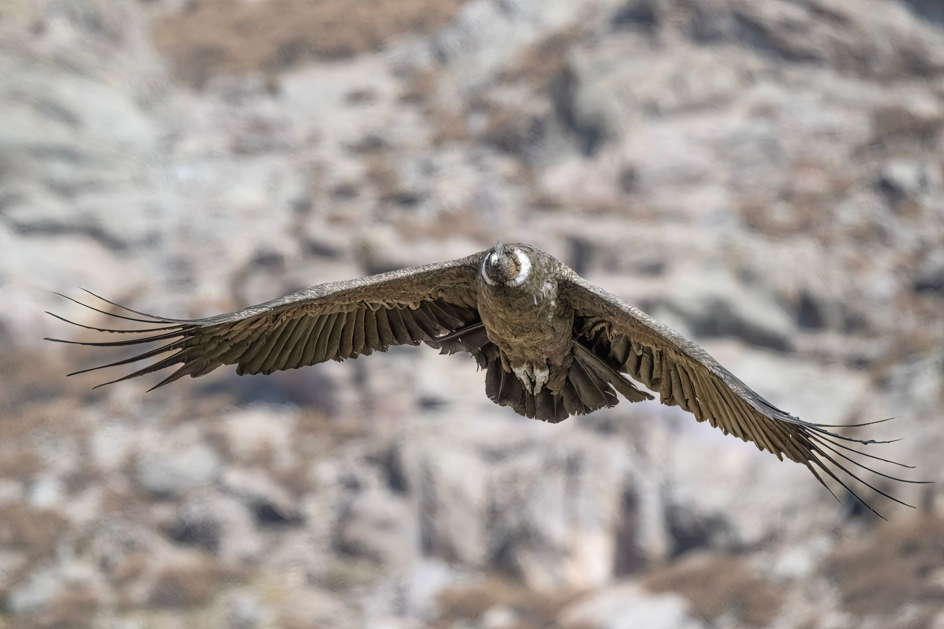 California Condor soaring wild
