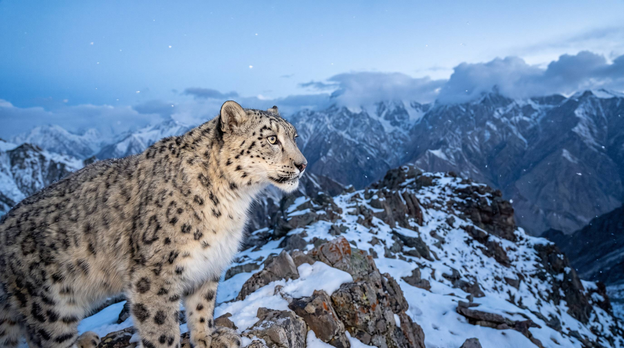 Leopardo delle nevi: il felino fantasma che racconta il clima delle montagne